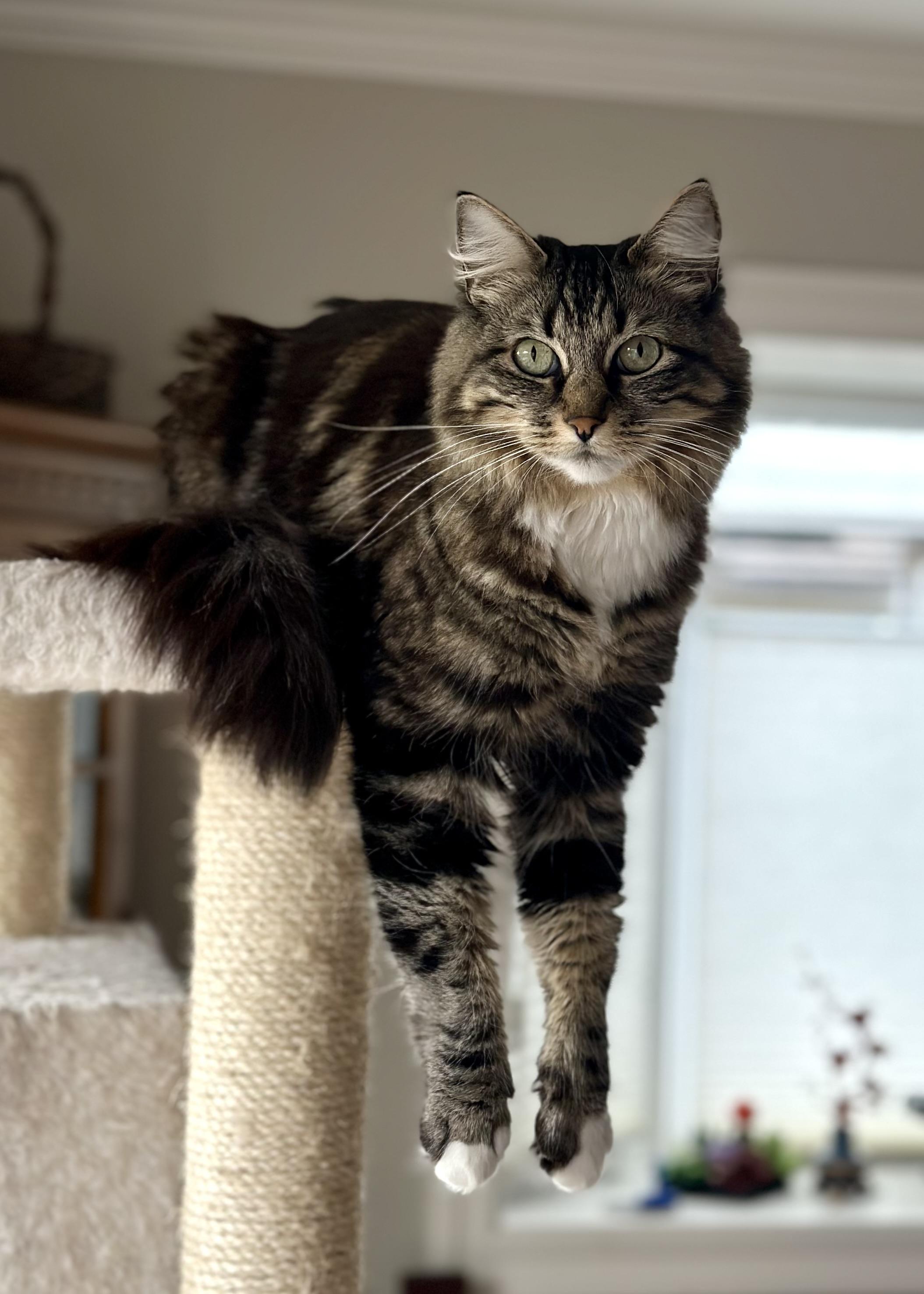 Zelda is sitting on top of her favorite cat tree, with her head and chest out over the platform’s corner, and both of her forelegs hanging straight down below her. This is her “lazy fishing” pose; she waits for something to brush by her dangling paws, then bats playfully at whatever / whoever it is. The expression she’s flashing at the photographer clearly says “Don’t judge me, I’m not weird, you’re weird.”