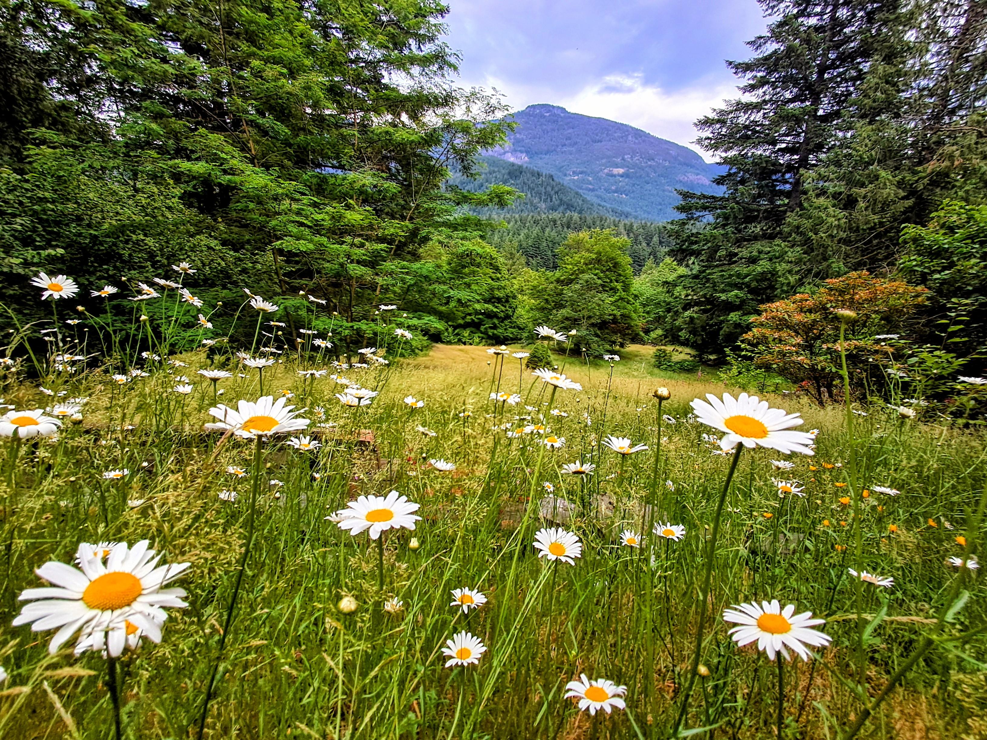 Daisies in the foreground a open meadow and mountains in the bg