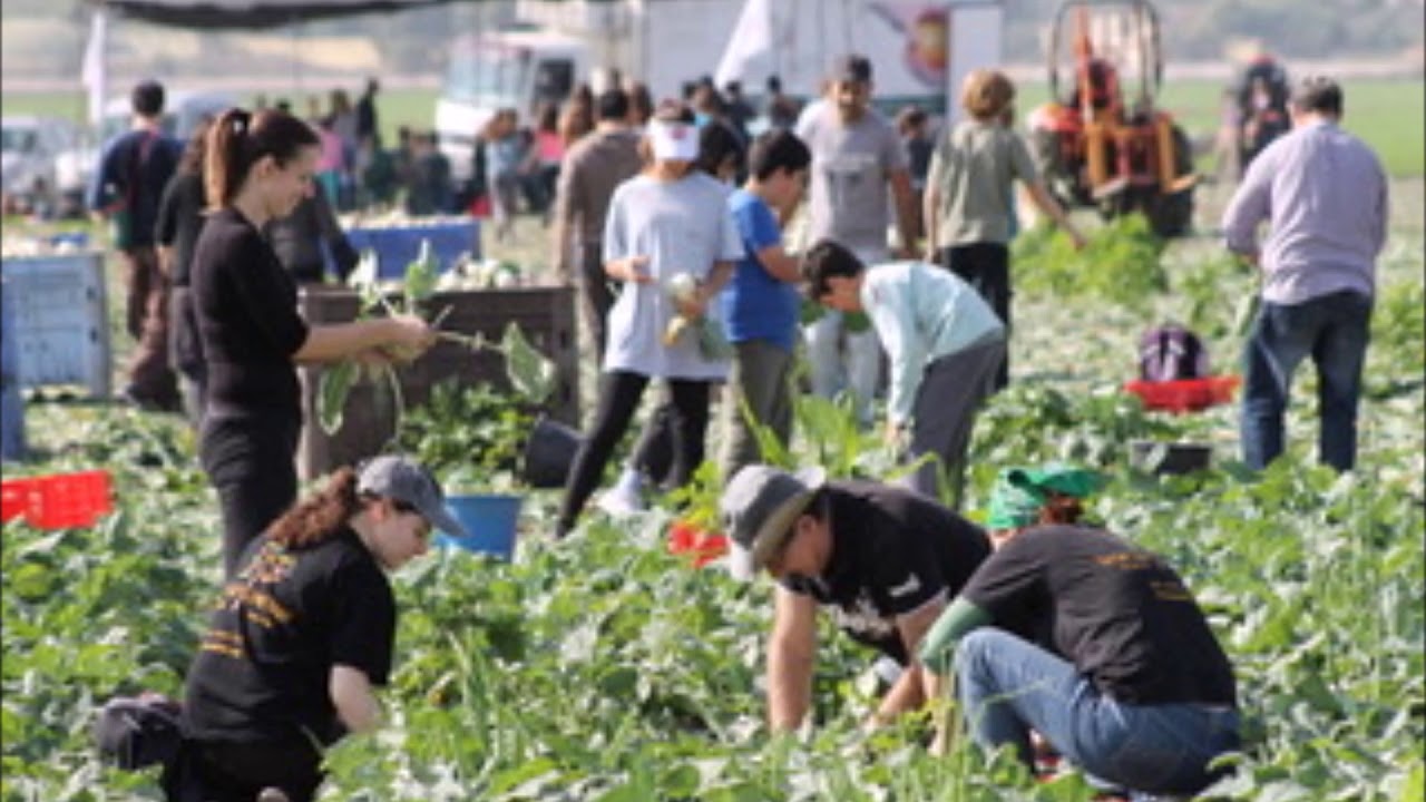 Rejuvenation: Joseph: Israel’s Good Food Security Guy