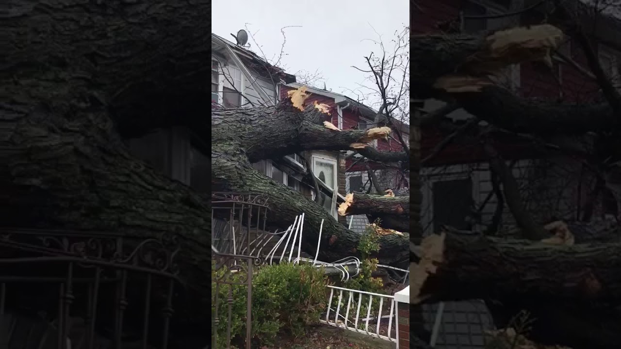 NorEaster Storm Knocks Down Tree in Boro Park