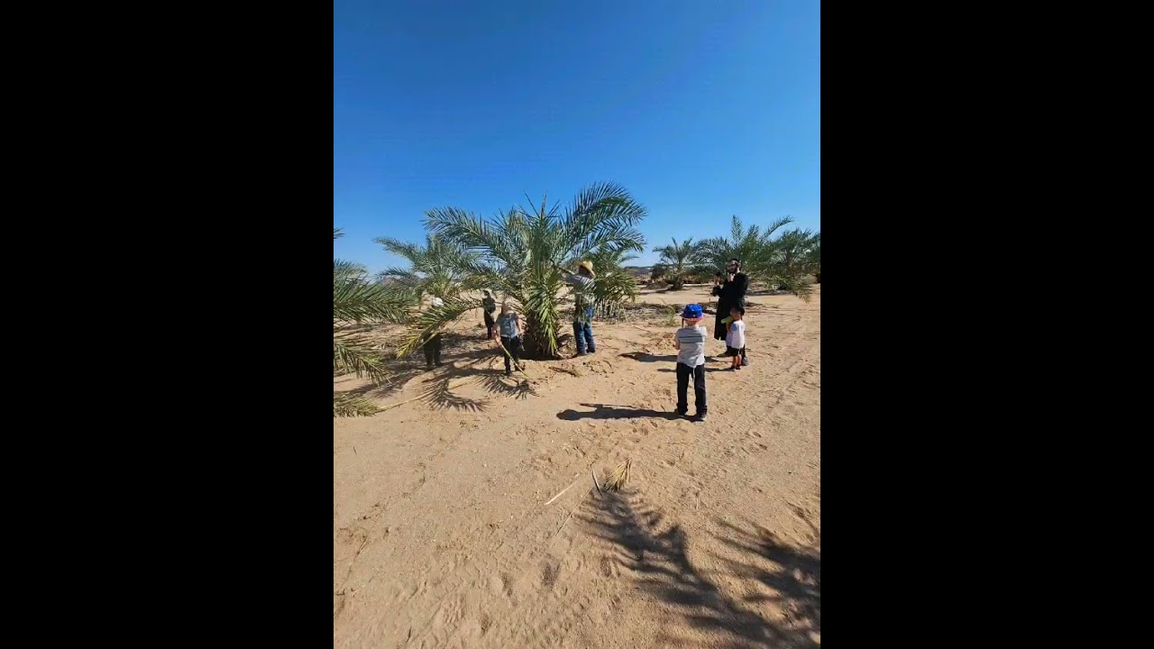 Lulav picking for sukkot!