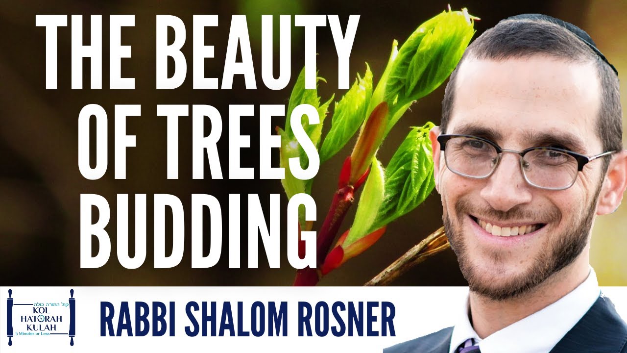 The Beauty of the Trees - Rabbi Shalom Rosner