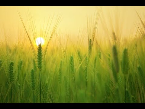 Holy Crop Rotation! Parshat Behar