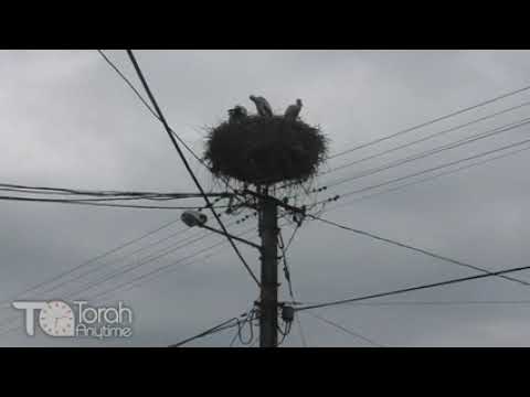 Journey to Hungary - The Wonder of the Storks of Kerestir