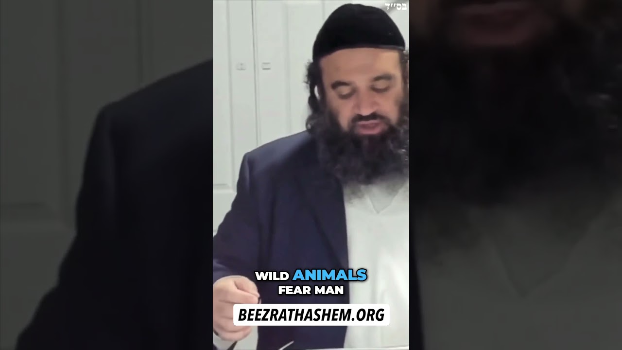 Why Animals Attack