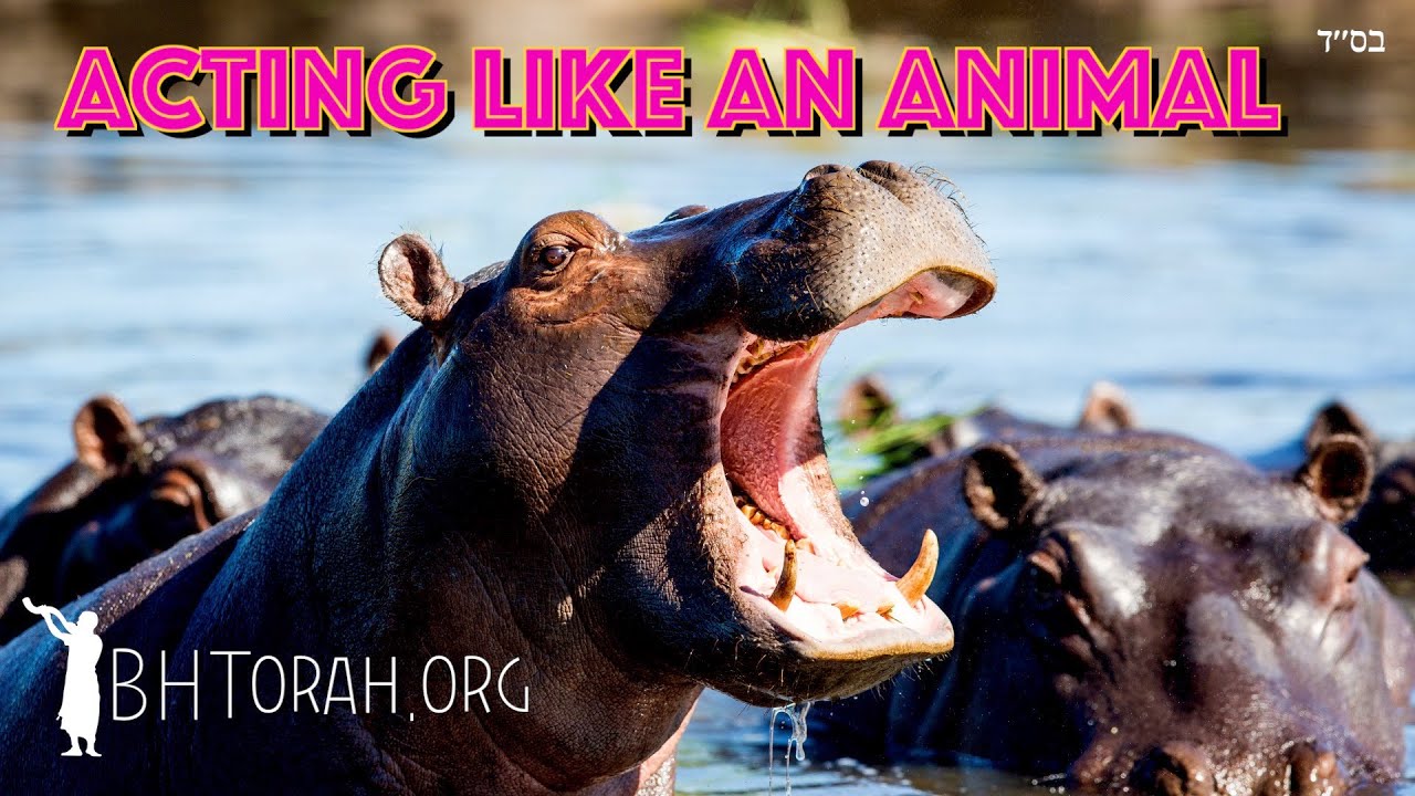 The Price For Acting Like An Animal