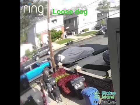 #thankyou #hashem #no #kids #got #bitten #by #the #loose #dog in #statenisland #nyc #Status #island
