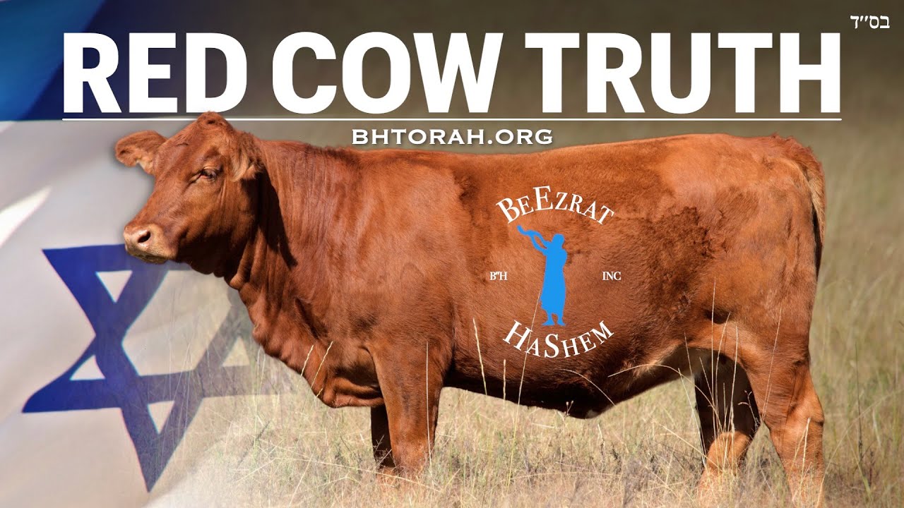 Truth About The Red Cow & Third Temple Sacrifice According To Torah