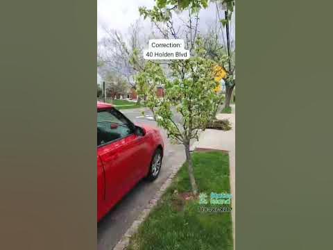 40 Holden Blvd 2 trees with white flowers. Apple tree and pear tree - Status Island