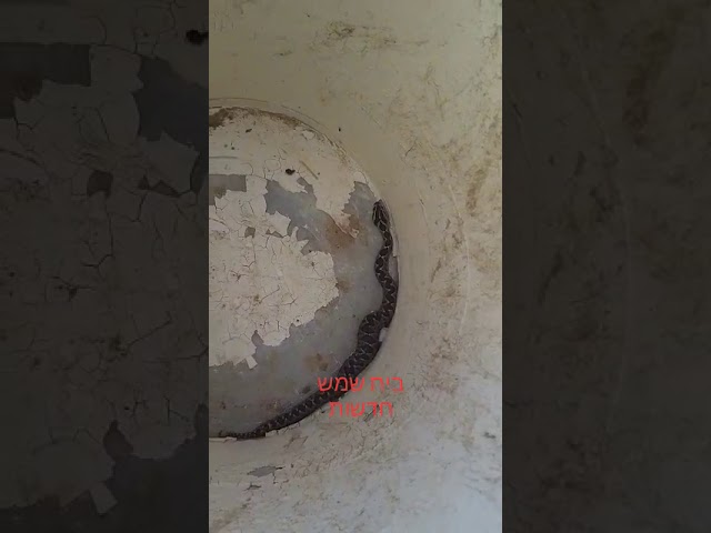 Snakes plague some Beit Shemesh streets
