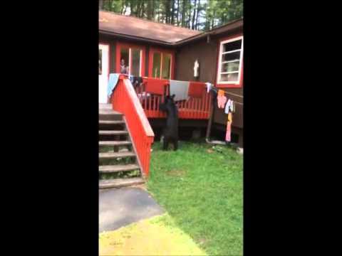 Hungry Black Bear Visits Bungalow Colony In Monticello In Broad Daylight