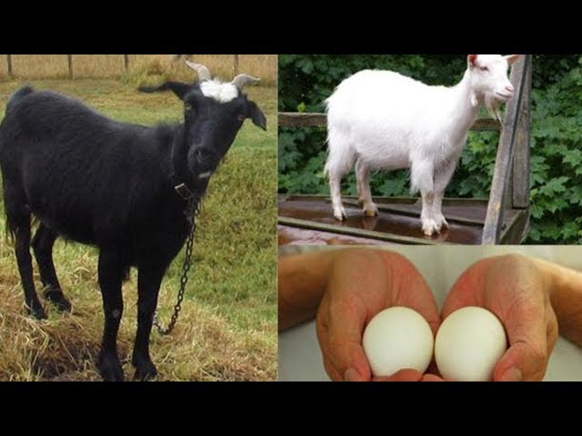 The  Philosophers and the Jews: Black Eggs and White Cheese - Tishah Bav - By Rabbi YY Jacobson