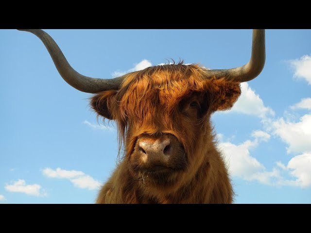 Are You a Bull, a Sheep, a Donkey, or a Garment? Parsha Ki Seitzei - By Rabbi YY Jacobson