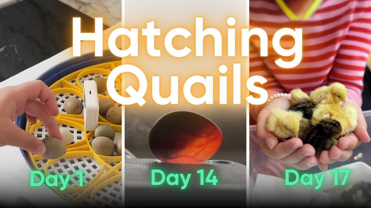 Hatching Quails – 🐣 פון אייער ביז פיצי פייגלעך