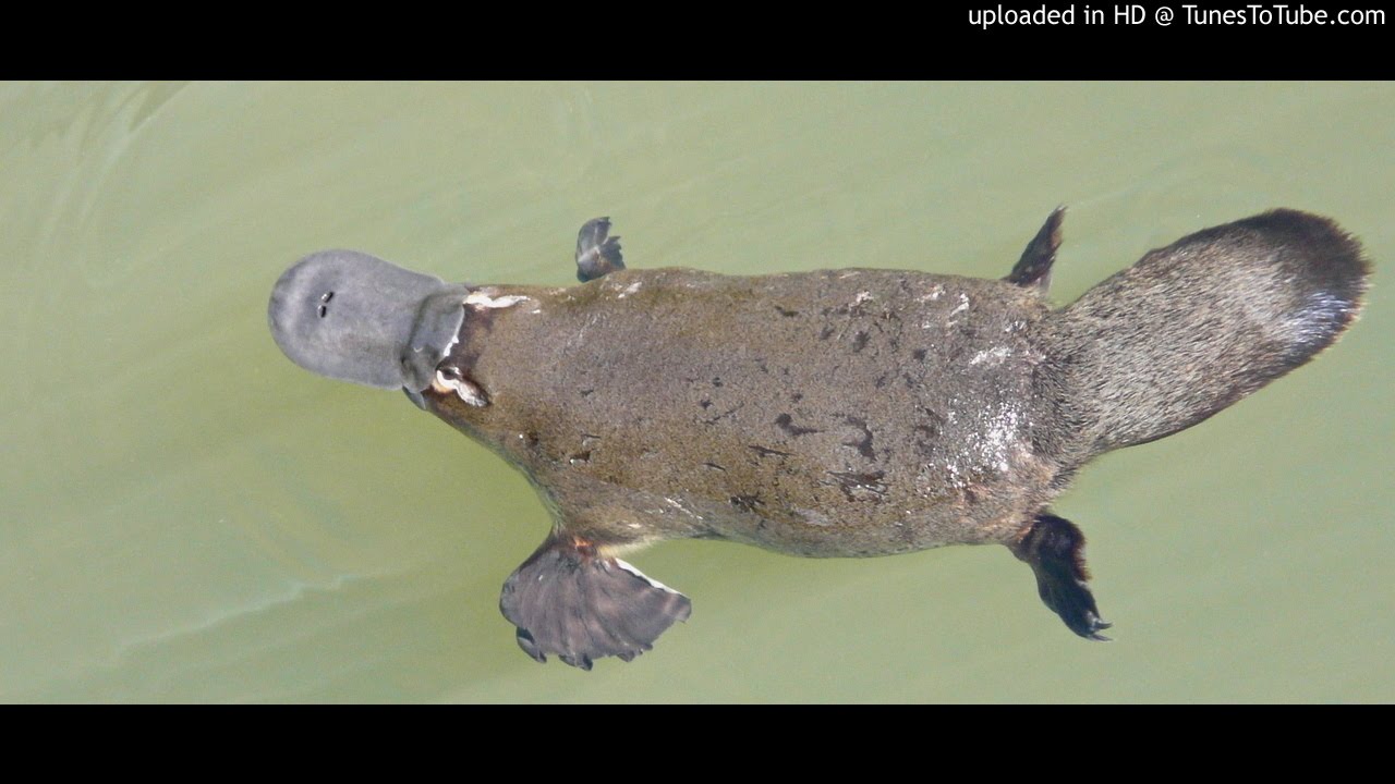 The Yishai Show: The Platypus of Torah Portions