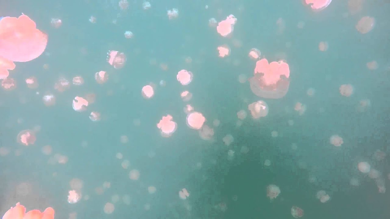 GoPro: Jellyfish Lake, Palau