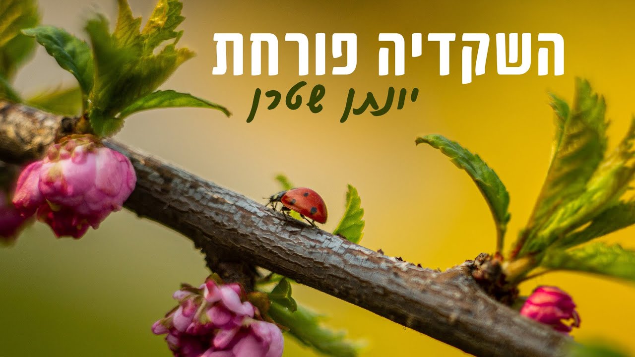 השקדיה פורחת - אקפלה