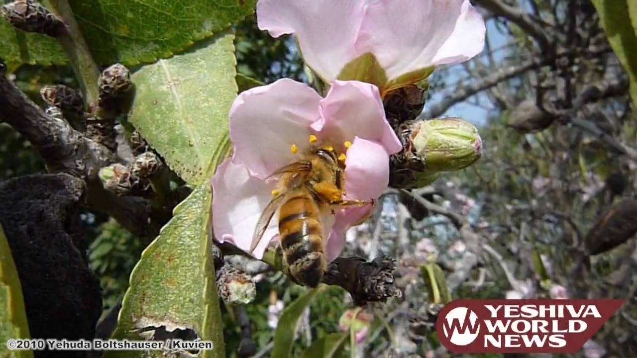 Bees in Almond Blossoms During Early Spring in Israel