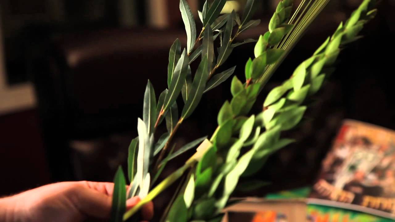Lulav Instructional Video from Oorah for Sukkot