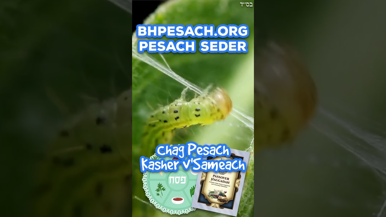 Like Eating Five Bites of Pig Blood #RabbiYaronReuven #Pesach #Jewish #Judaism #Torah #Mussar #KIRUV