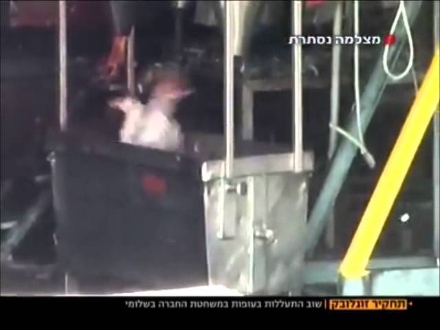 Severe Animal Abuse In Zoglovek Slaughterhouse In Israel