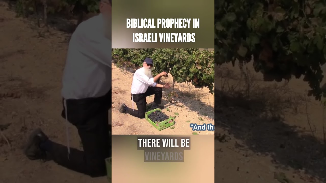 The Biblical Prophecy Fulfilling In The Wine Vineyards Of Israel