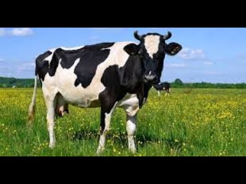 Should People Avoid Eating Meat Because They Love Animals?