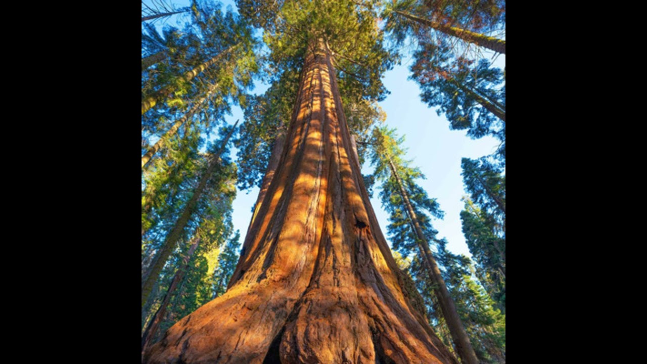 Terumah - The Longevity Trees