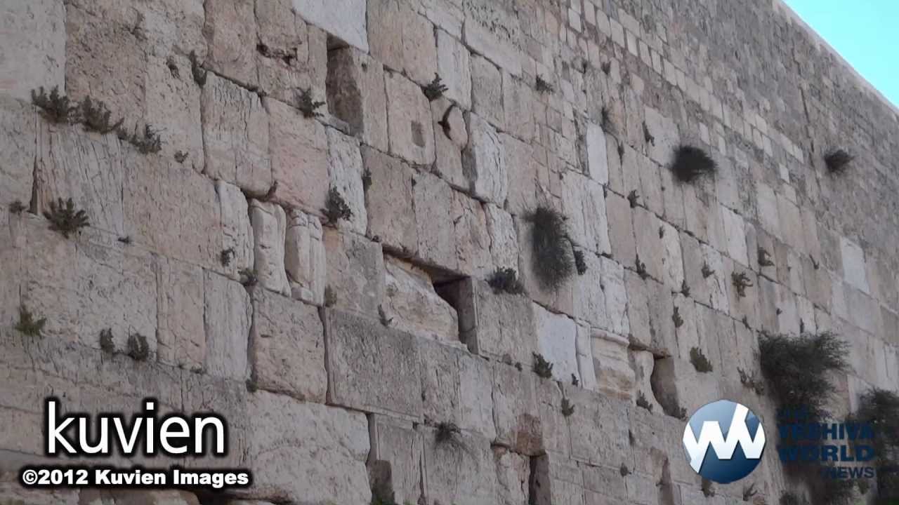 Angry? Birds by the Kotel