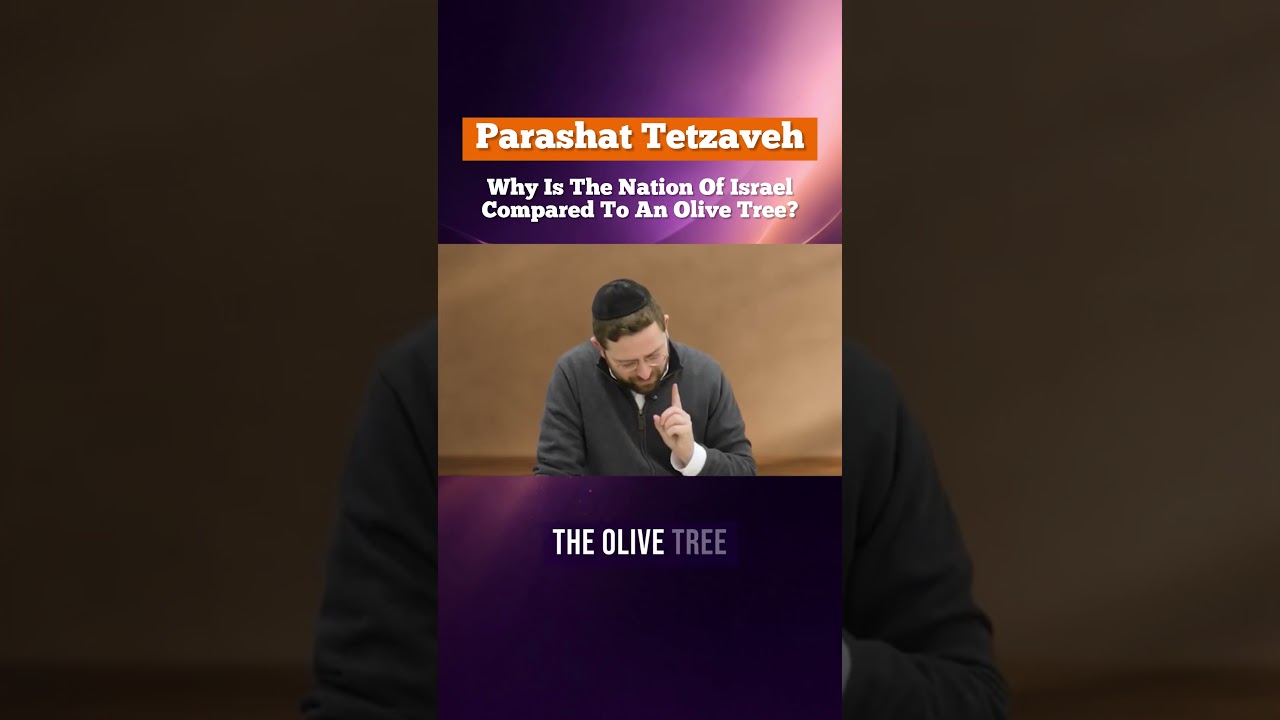 Parashat Tetzaveh: Why Is The Nation Of Israel Compared To An Olive Tree?