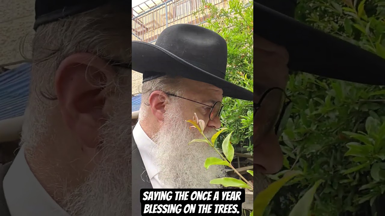 Saying the once a year blessing on the trees.