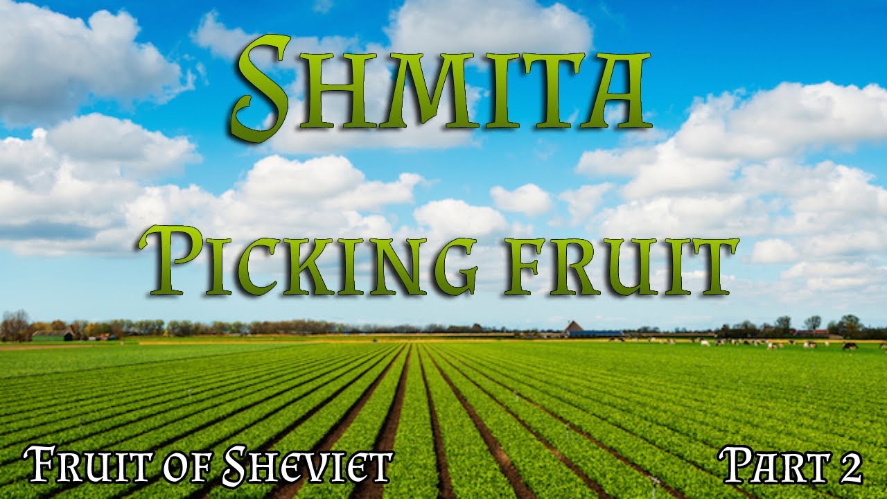 Shmita | Fruit & Vegetables of Sheviet - Picking fruit and harvesting crops