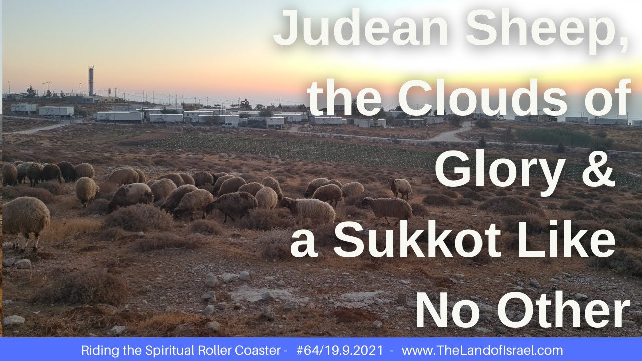 Judean Sheep, Clouds of Glory & a Sukkot Like No Other - Jeremy Gimpel:The Land of Israel Fellowship