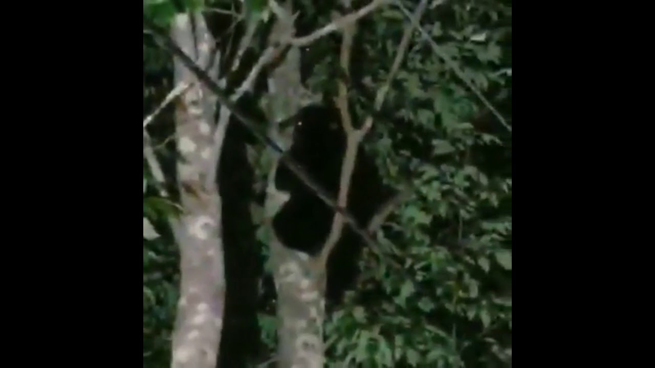 Two Bears In Farsite Bungalow Colony In Monticello