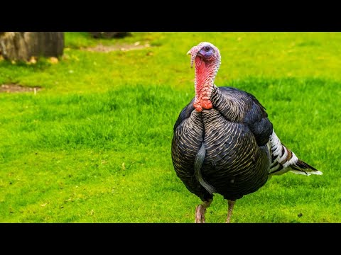Thanksgiving, Turkey, Corona, & the Jews - Zoom Lecture with Palm Beach Community