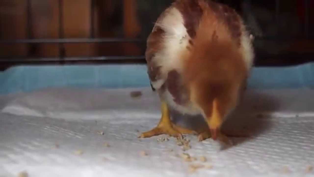 Tusk the Chicken
