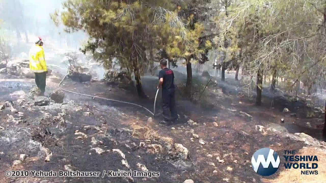 Forest Fire near the 446 Highway