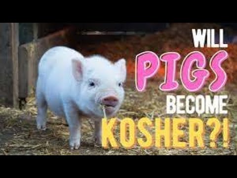 Will Pigs Become KOSHER?!