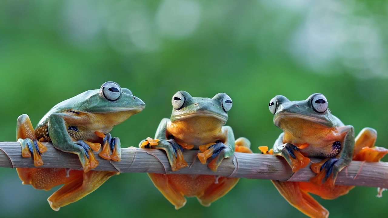What Can We Learn From The Frogs?