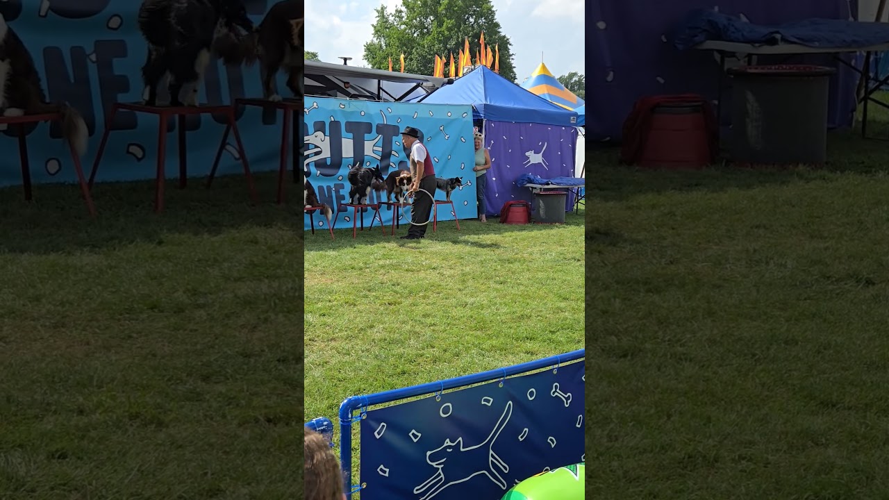 Dog Comedy Act - Mutts Gone Nuts #dog #dogtricks #DogShow