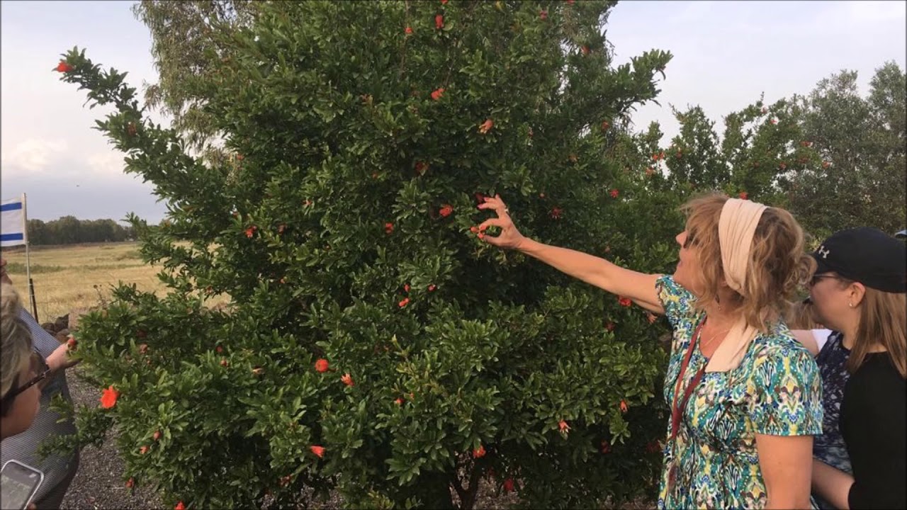 Rejuvenation: With Tanach in Hand and Heart
