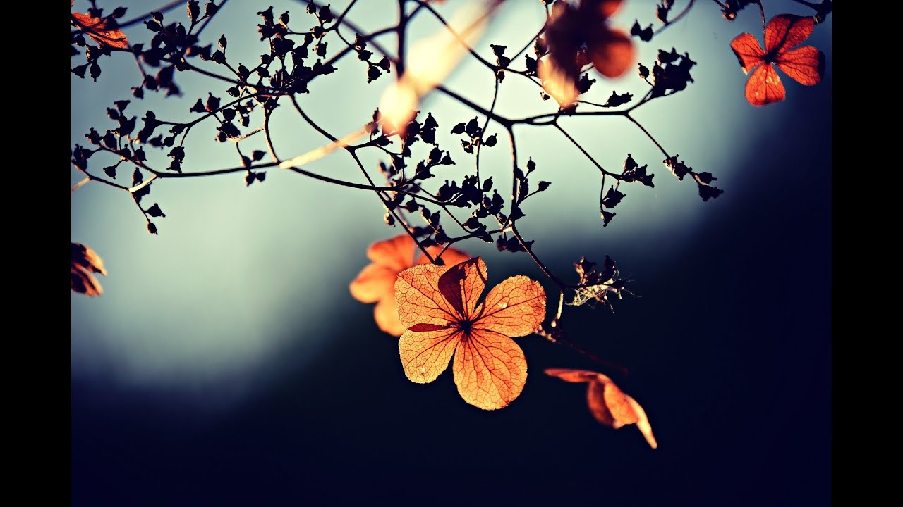 Hush! The Month of Cheshvan - Seasons of the Moon