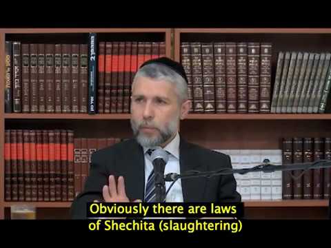 How Sensitive Should We Be? - Rabbi Zamir Cohen