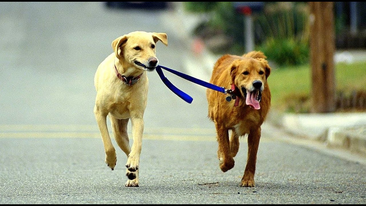 Walking Your Dog on Shabbat