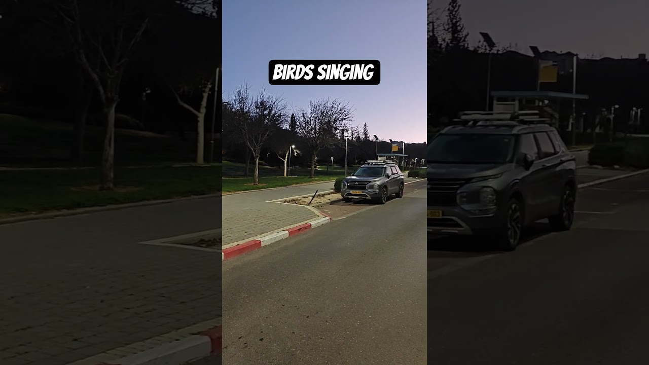 Birds are singing before sunrise