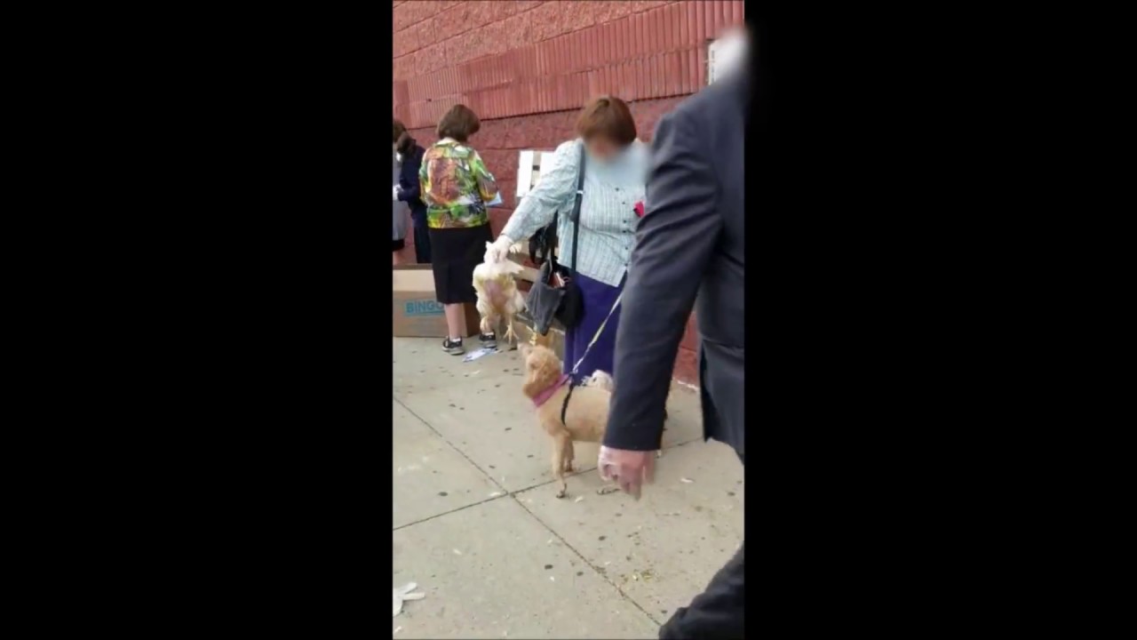 Woman's pet dogs do Kaporos!