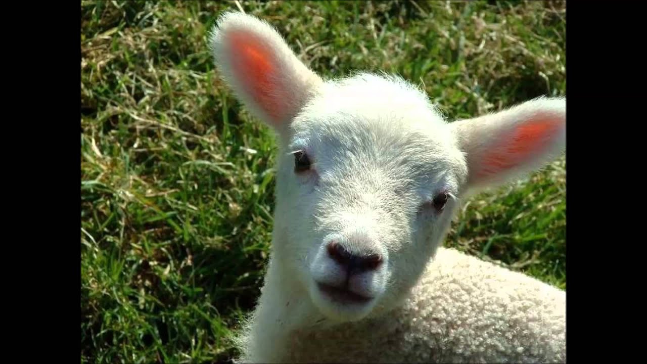 Is Veganism Good for Your Soul?