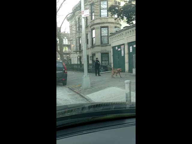 Burglary Suspect Flees Police into Boro Park