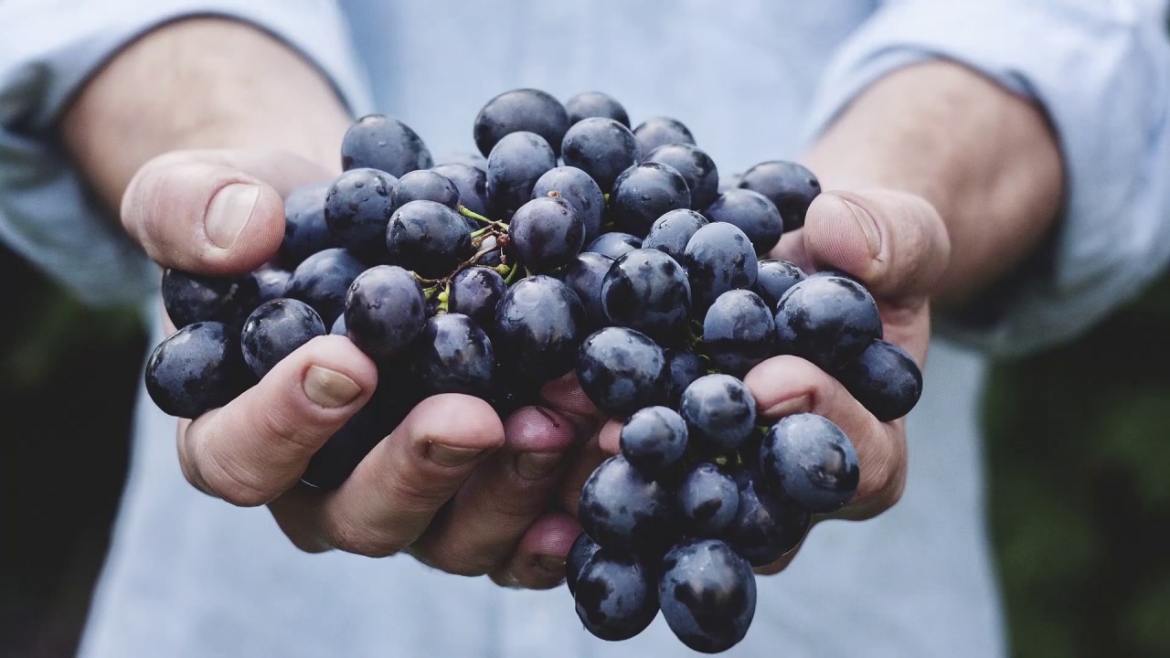 Holy Crop Rotation! - Parshat Behar