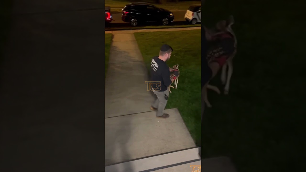 Baby deer born in Lakewood saved by Chaveirim CJ